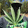 Weed Thuglife's profile photo