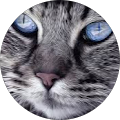 Avatar de Ramses.