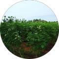 Kavin Lakshmanan