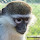 Oklahoma Primate Sanctuary's profile photo