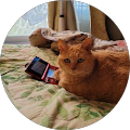 モブ猫