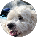 Rimbo Veterinärpraktik - Rimbo