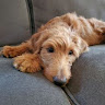 Photo of Jeff Goldman