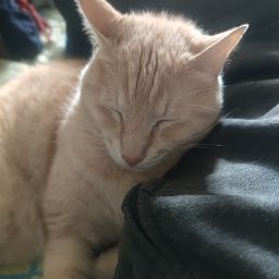 Nacho