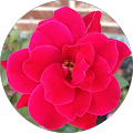 Alex Strawn - State Farm Insurance Agent - Hot Springs, Arkansas