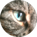 Tigresscry