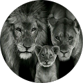 Avatar de Meugi.M