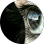 Nydzul prina