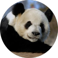 Community member