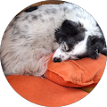 Hund und mehr - Donnerskirchen