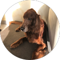 Avatar de Yves.l