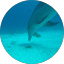 Arjan Buijs profile picture