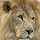 Hani Abu Rahmeh's profile photo