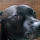 Guilherme Sangiorgio's profile photo