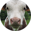 Mateù
