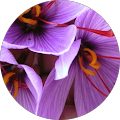 Avatar de Guiléne.H