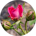 Colleen Phillips