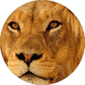 sanja “Lion”