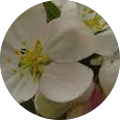 Marie Blain Avatar