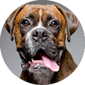 Forget The Gym Personal Training: In Home & Online Training - Las Vegas, Nevada