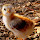 Toledo Grows's profile photo