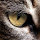 Shahid Saleem Shah's profile photo