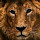 Pym's profile photo