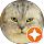 Lcwing