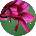 Avatar de Isabella.e