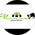 Goose Dogs For Sale