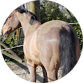 Centre Equestre de Vaux-et-borset - Villers-le-Bouillet