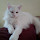 maksgorec...@gmail.com's profile photo