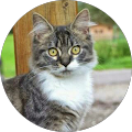 Avatar de Thomas.a