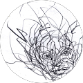 Avatar de Max.o