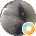 阿猫