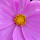 Anisa Jafar's profile photo