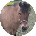 Avatar de cheval.a