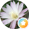 Martina