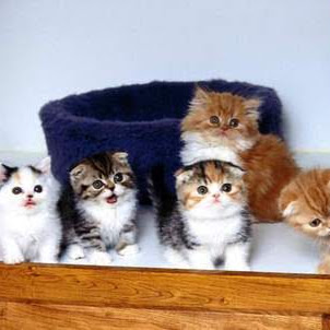 cat lover16