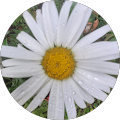 Avatar de marguerite.o