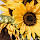 Ester Lorenzo's profile photo