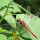 ladydragonfly's profile photo