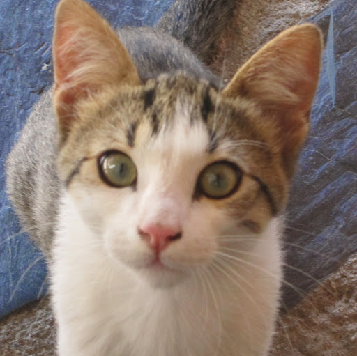 Guillermo