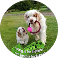 Marinas Hundfrisering - Vimmerby