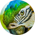Avatar de Morganne.e