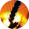Avatar de Elodie.I