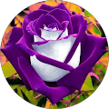 Avatar de Aurélie.E