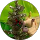 nagekram profile picture