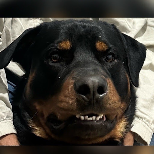 Pet Anjo Corifeu De Azevedo — foto 2