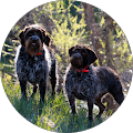 Bo Borowski - State Farm Insurance Agent - Arvada, Colorado
